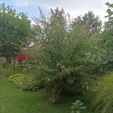 Sobe Masa Pension Subotica Buitenkant foto