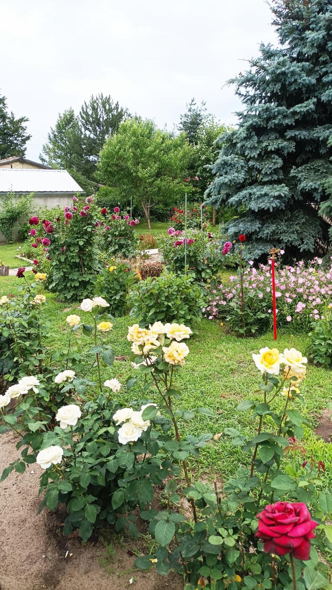 Sobe Masa Pension Subotica Buitenkant foto