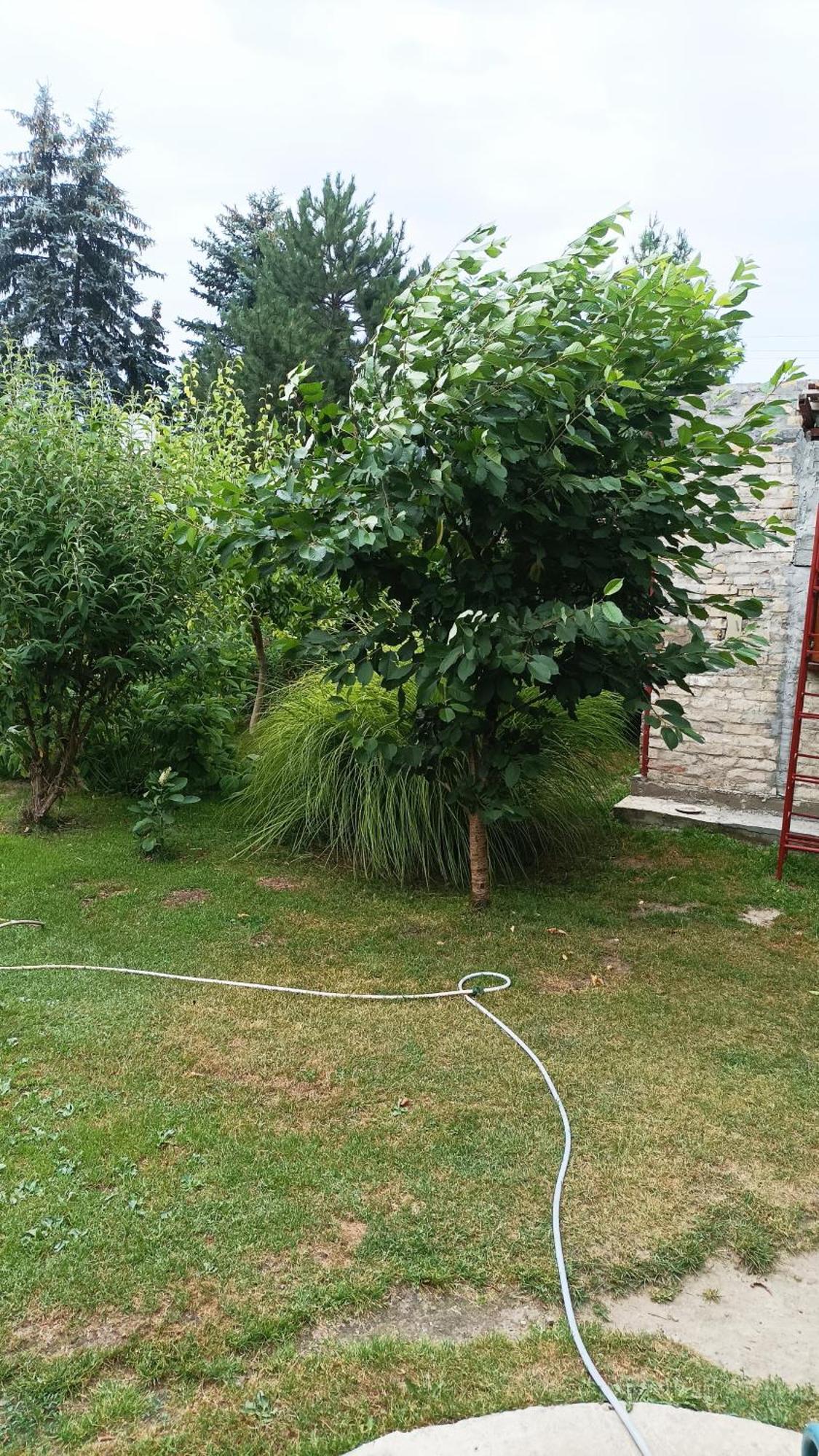Sobe Masa Pension Subotica Buitenkant foto